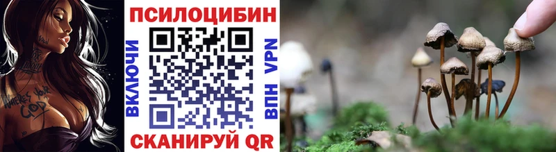 Купить  Дедовск  Галлюциногенные грибы Psilocybine cubensis 